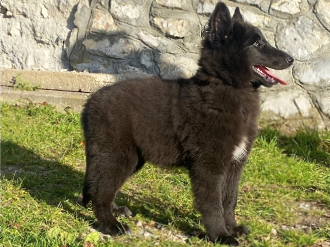 Belgischer Schäferhund Welpe kaufen