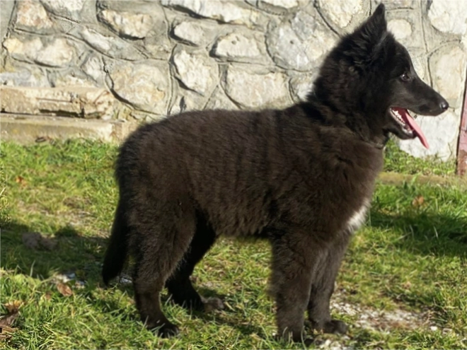 Belgischer Schäferhund Welpe kaufen