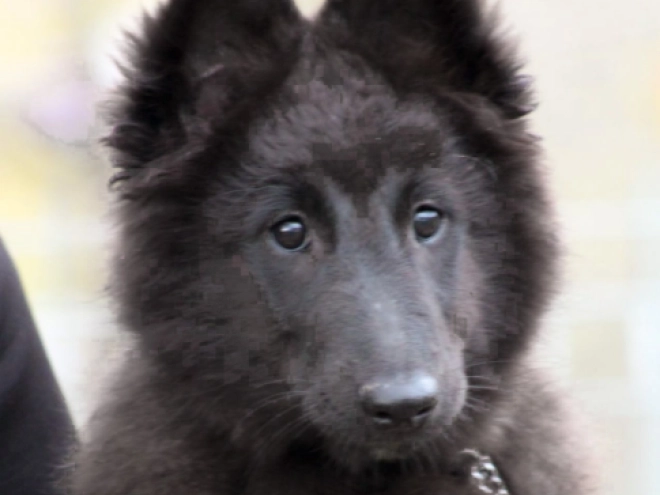 Belgischer Schäferhund Welpe kaufen