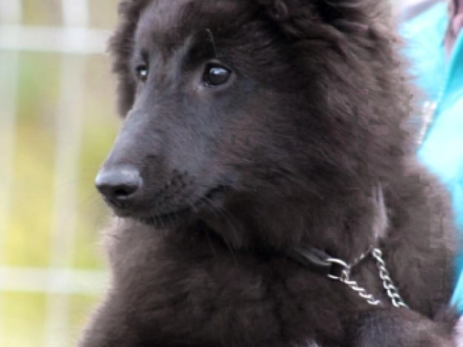 Belgischer Schäferhund Welpe kaufen
