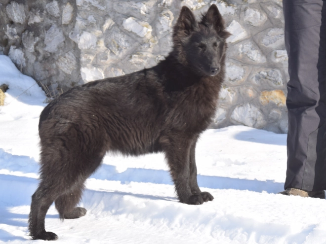 Belgischer Schäferhund Welpe kaufen