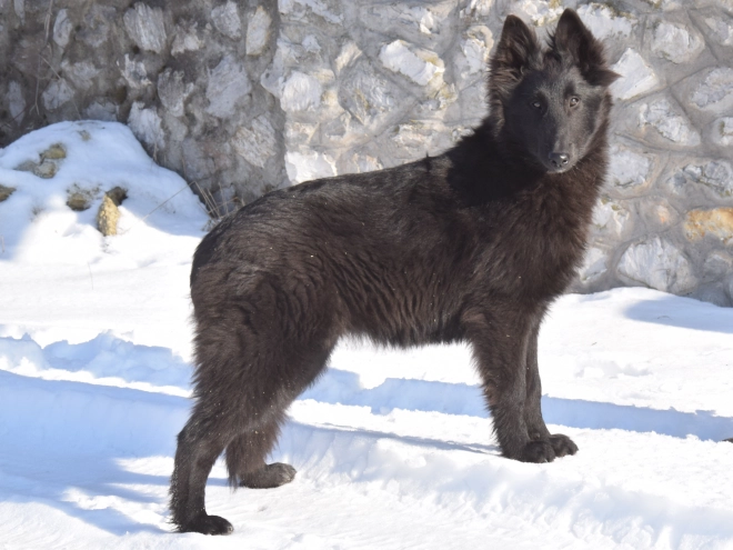 Belgischer Schäferhund Welpe kaufen