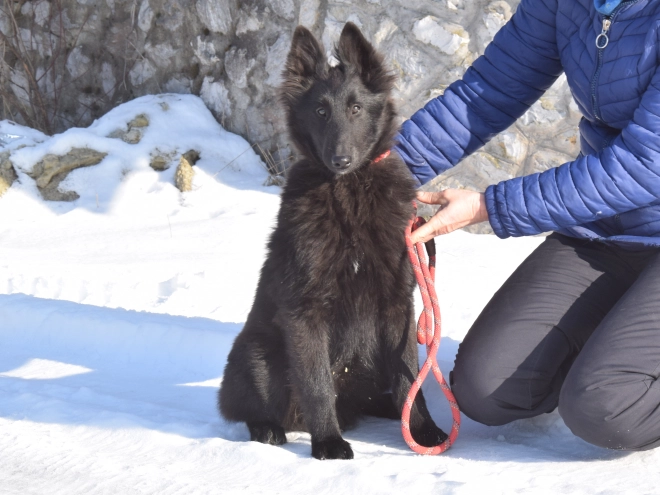 Belgischer Schäferhund Welpe kaufen
