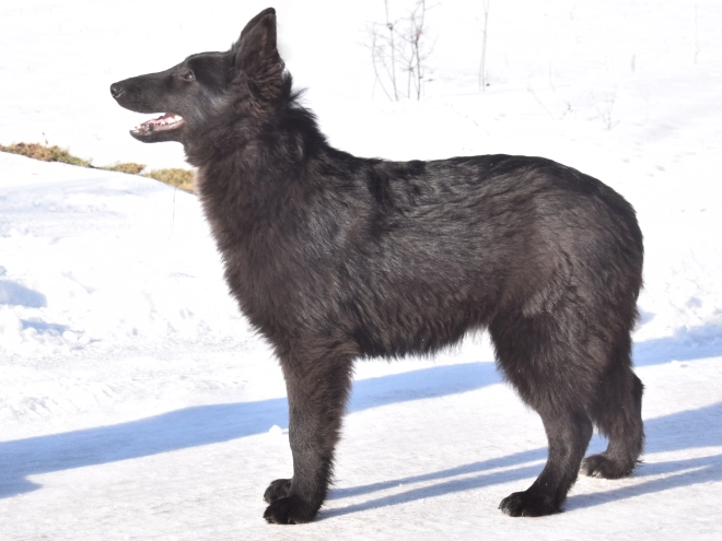 Belgischer Schäferhund Welpe kaufen