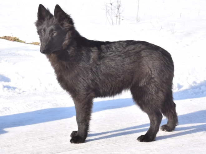Belgischer Schäferhund Welpe kaufen