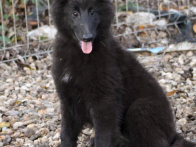 Belgischer Schäferhund Welpe kaufen