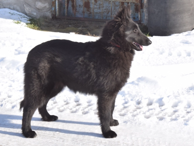 Belgischer Schäferhund Welpe kaufen