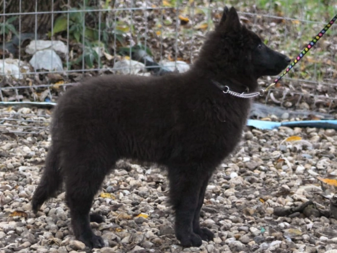 Belgischer Schäferhund Welpe kaufen