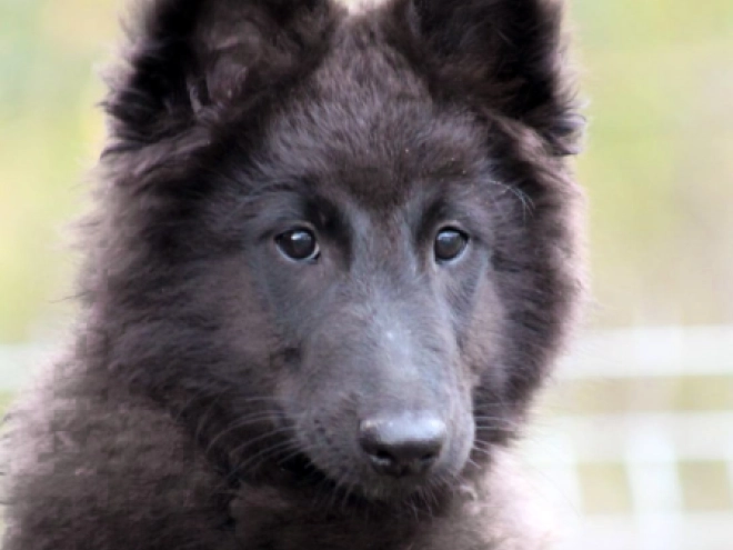 Belgischer Schäferhund Welpe kaufen