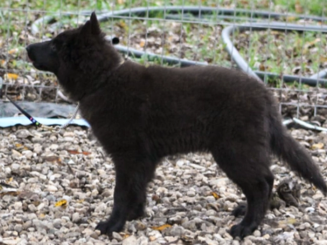 Belgischer Schäferhund Welpe kaufen