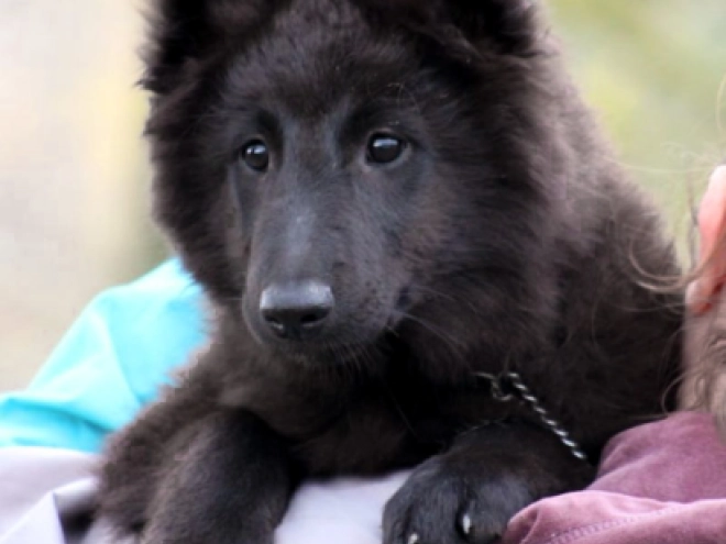 Belgischer Schäferhund Welpe kaufen