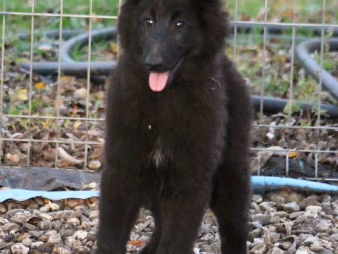 Belgischer Schäferhund Welpe kaufen