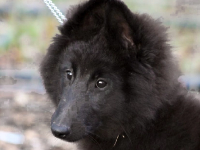 Belgischer Schäferhund Welpe kaufen