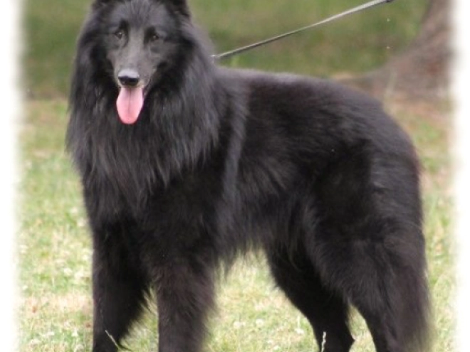 Belgischer Schäferhund Welpe kaufen