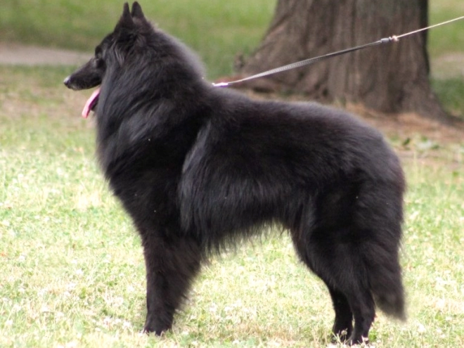 Belgischer Schäferhund Welpe kaufen