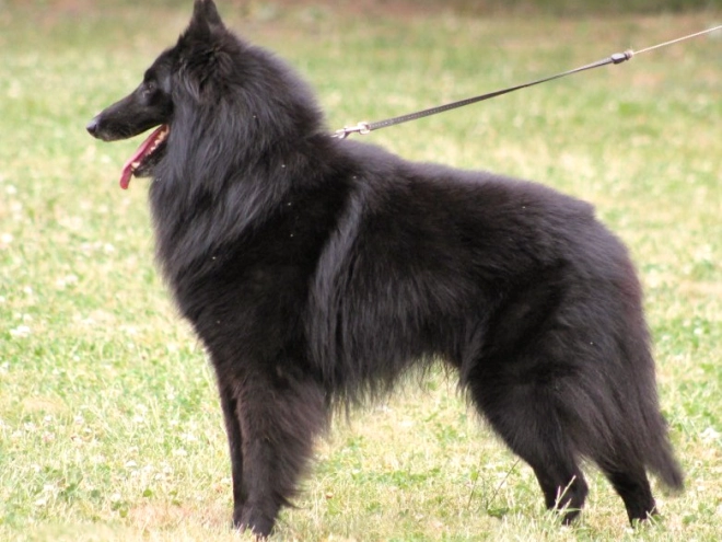 Belgischer Schäferhund Welpe kaufen