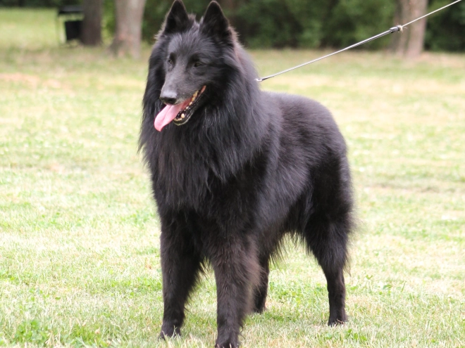 Belgischer Schäferhund Welpe kaufen
