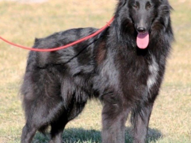 Belgischer Schäferhund Welpe kaufen
