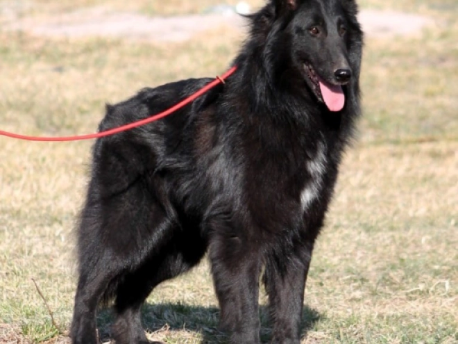 Belgischer Schäferhund Welpe kaufen