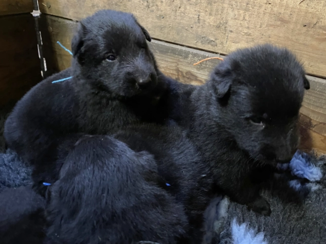Belgischer Schäferhund Welpe kaufen