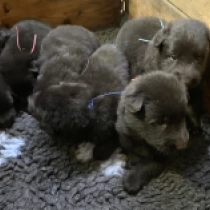 Promising litter, black Belgischer Schäferhund Welpen kaufen