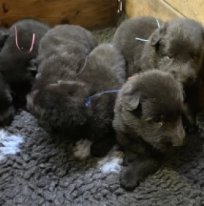Belgischer Schäferhund Welpe kaufen
