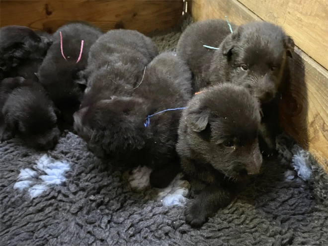 Belgischer Schäferhund Welpe kaufen