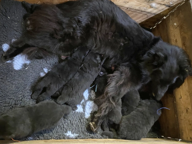 Belgischer Schäferhund Welpe kaufen