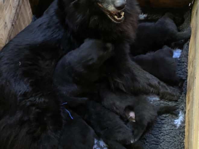 Belgischer Schäferhund Welpe kaufen