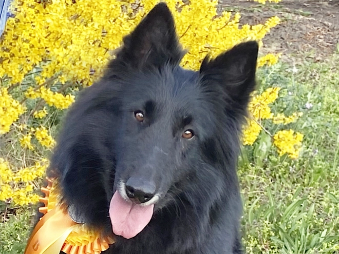 Belgischer Schäferhund Welpe kaufen
