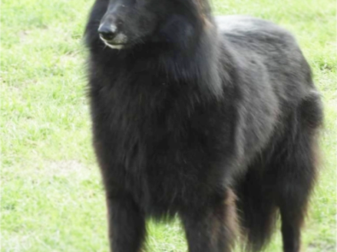 Belgischer Schäferhund Welpe kaufen