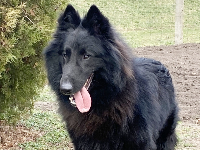 Belgischer Schäferhund Welpe kaufen