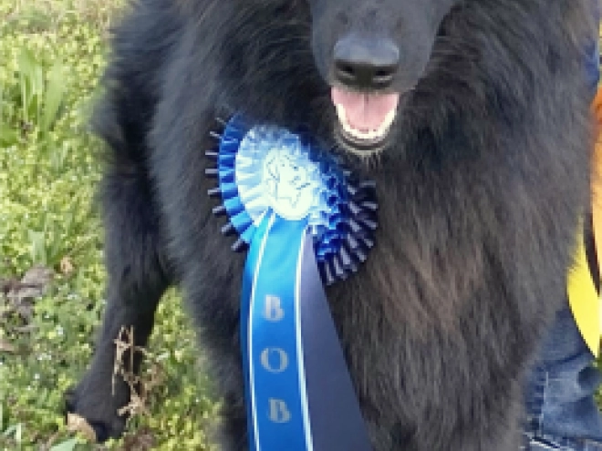 Belgischer Schäferhund Welpe kaufen