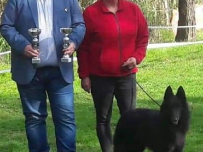 Belgischer Schäferhund Welpe kaufen