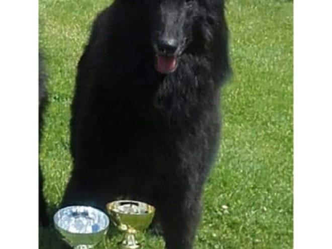 Belgischer Schäferhund Welpe kaufen