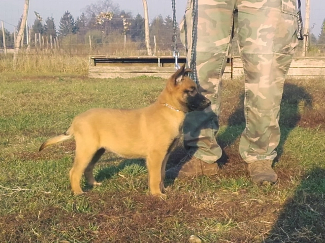 Perros Pastor Belga Malinois en venta