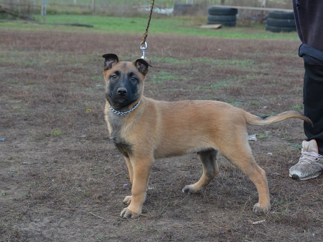 Perros Pastor Belga Malinois en venta