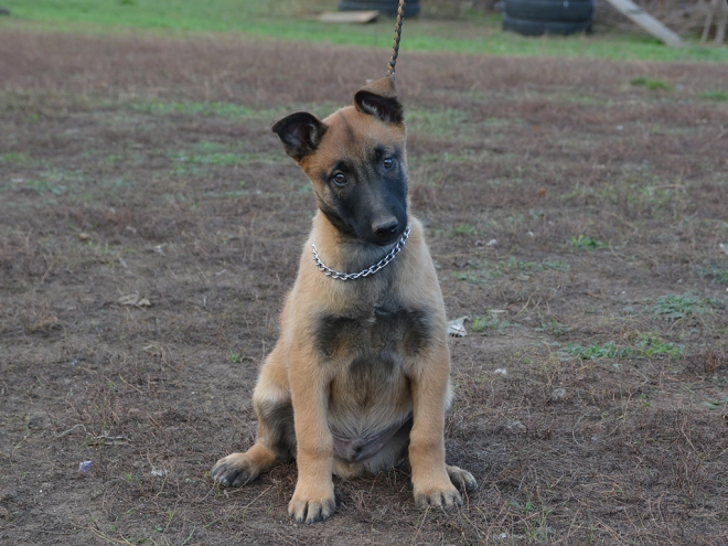 Perros Pastor Belga Malinois en venta