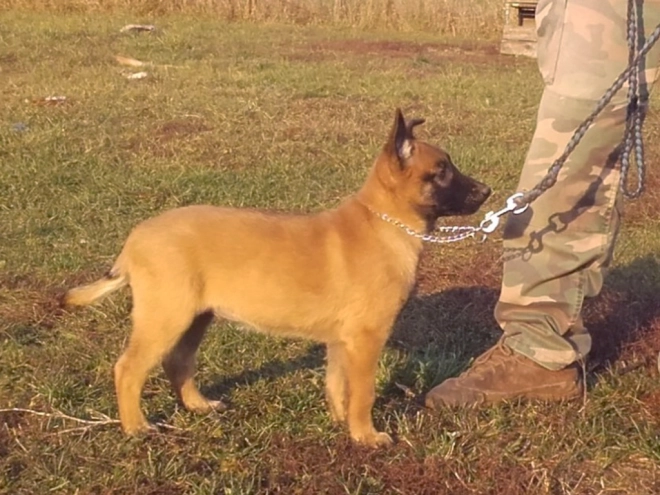 Perros Pastor Belga Malinois en venta