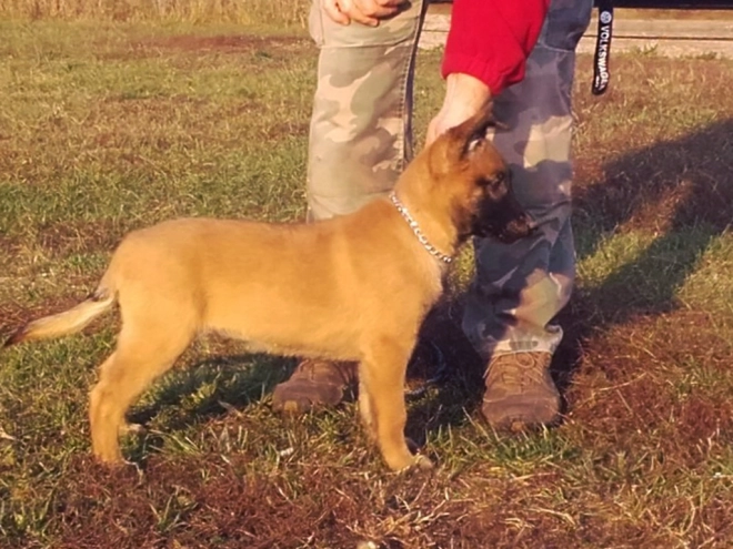Perros Pastor Belga Malinois en venta