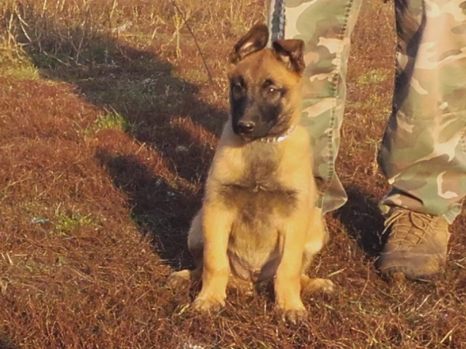 Perros Pastor Belga Malinois en venta