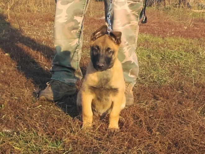 Perros Pastor Belga Malinois en venta