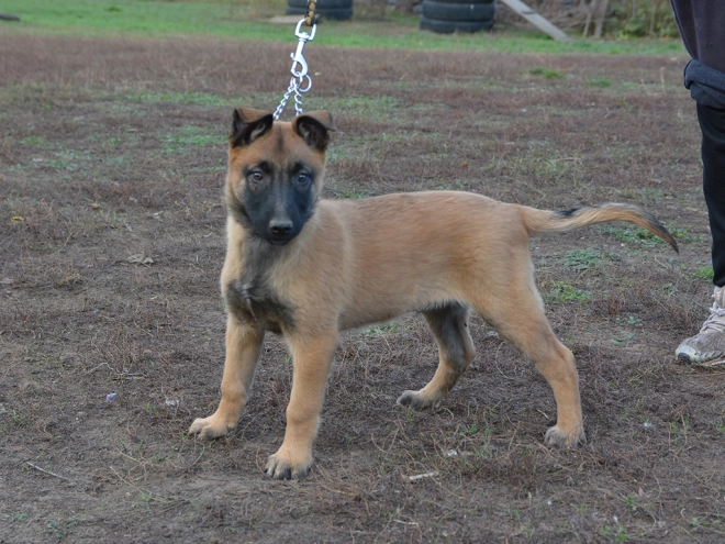 Perros Pastor Belga Malinois en venta