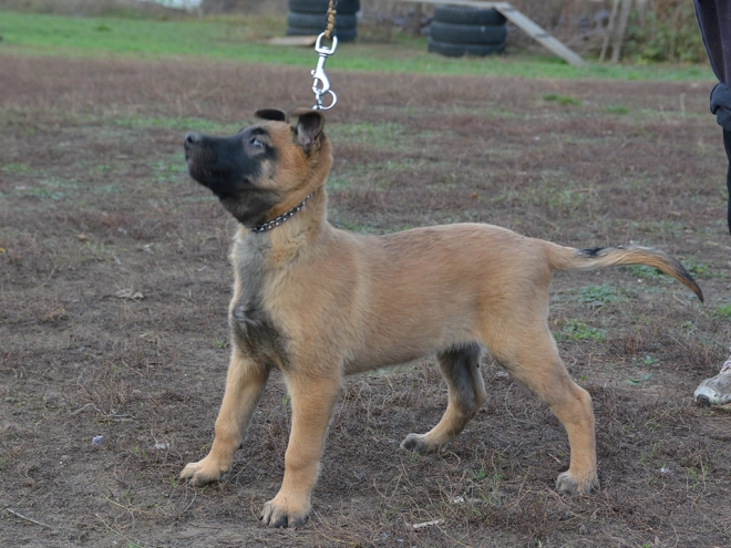 Perros Pastor Belga Malinois en venta