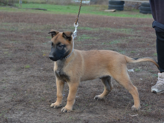 Perros Pastor Belga Malinois en venta
