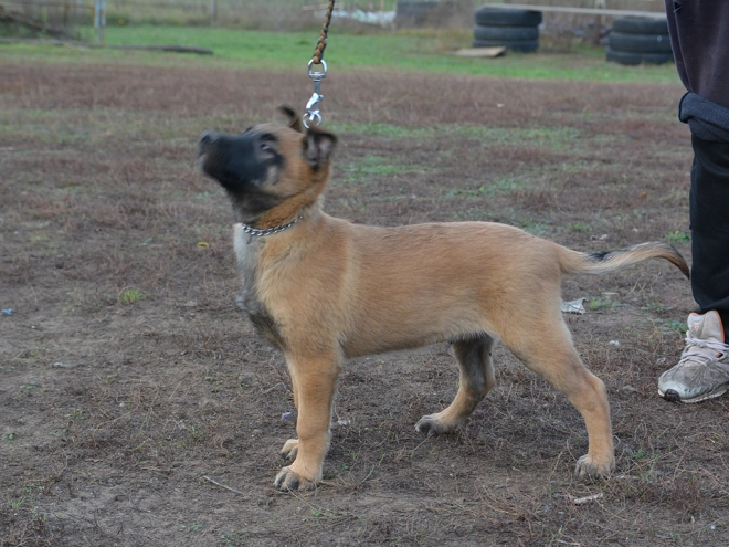 Perros Pastor Belga Malinois en venta