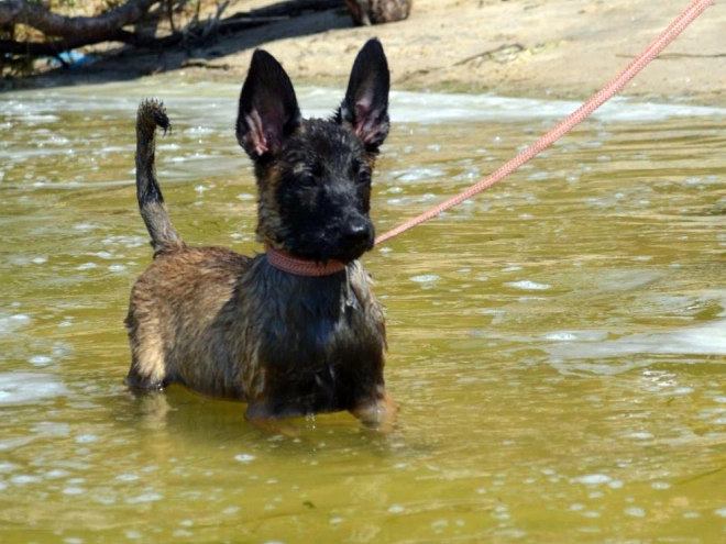 Perros Pastor Belga Malinois en venta