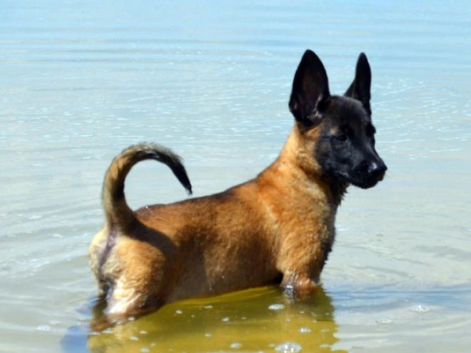 Perros Pastor Belga Malinois en venta