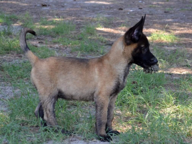 Perros Pastor Belga Malinois en venta