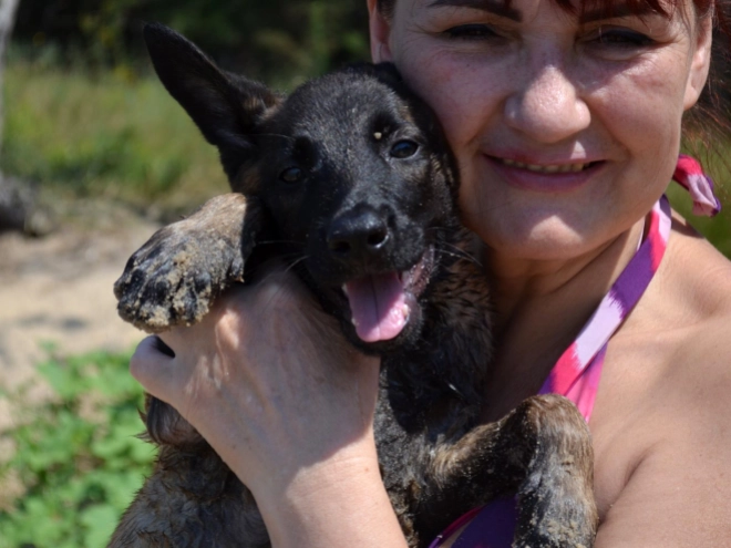 Perros Pastor Belga Malinois en venta